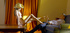 petite russian teen cowgirl's