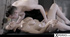 Busty French brunette enjoys hardcore sex after oily massage