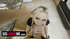 Hot blonde teen (18+) deep throated by stepbrother